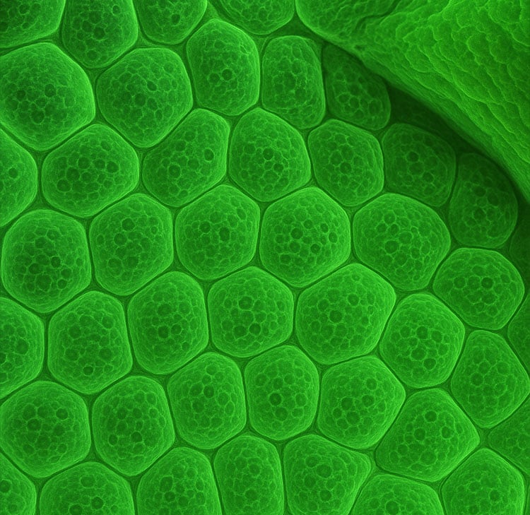 Are you at risk for oral cancer - cells